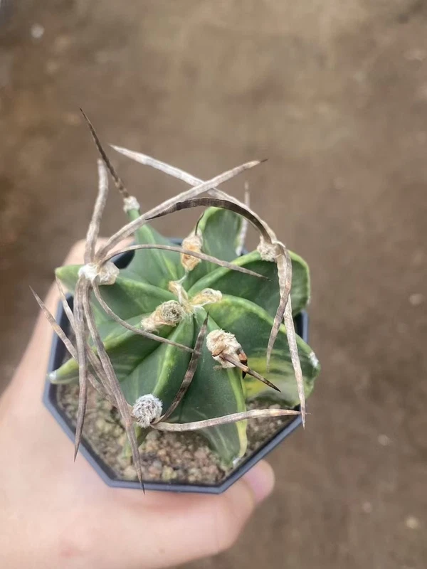 Astrophytum Capricorne Buffalo Suigyu variegated succulent seedgrowth WYSIWYG 8