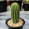 2PCS Golden Saguaro - Neobuxbaumia polylopha cactus Cacti Succulent high 7-8CM