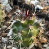 2PCS RareSucculent Plant Echinocereus viridiflorus var. davisii 2-3CM