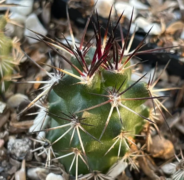 2PCS RareSucculent Plant Echinocereus viridiflorus var. davisii 2-3CM