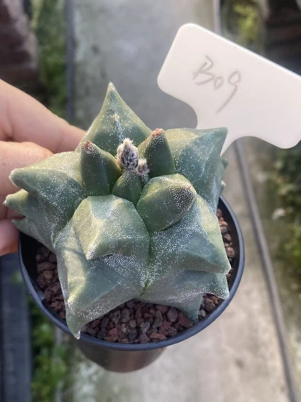 Astrophytum myriostygma 'Kikko' Seedgrown Raresuculents plants WYSIWYG #B09