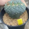 Ariocarpus 'Godzilla' seeding growth RareSucculents WYSIWYG Garden Décor