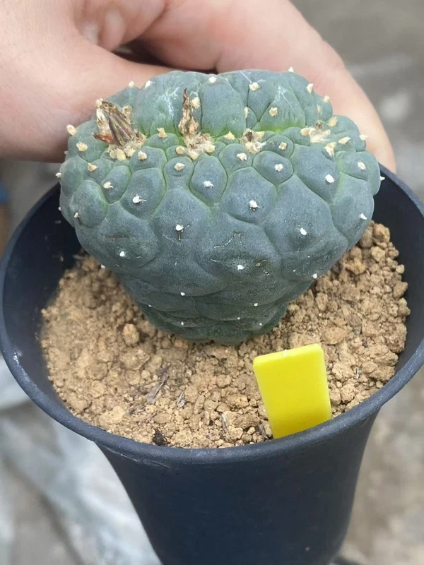 Ariocarpus 'Godzilla' seeding growth RareSucculents WYSIWYG Garden Décor