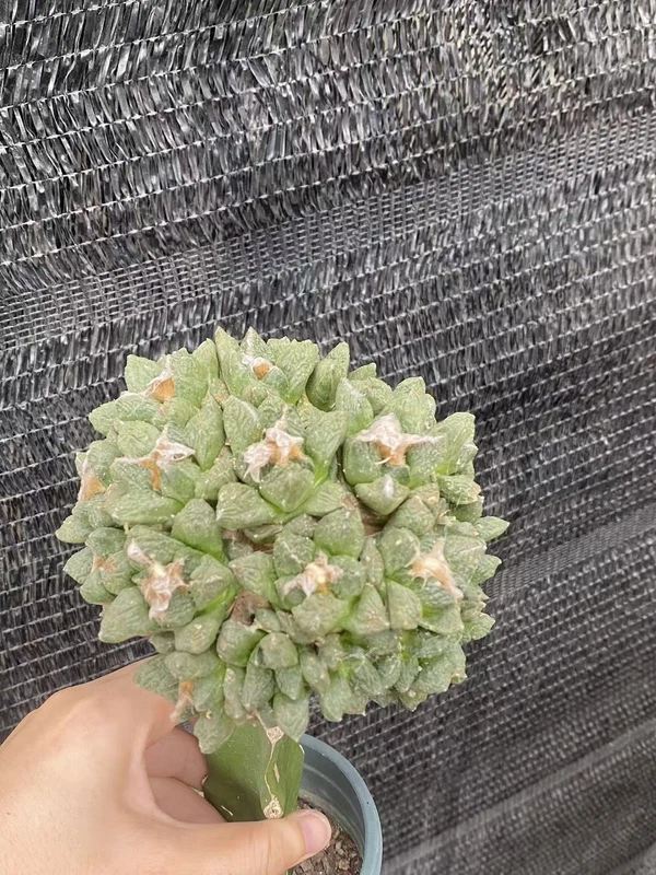 Multi Heads Ariocarpus fis var lloydii A·retusus CactusGrafted WYSIWYG 1#