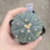 Astrophytum asterias Fukuryo Seedgrown Succulent Plant WYSIWYG Unique-20#