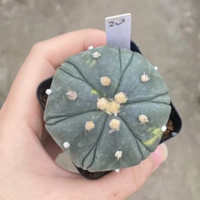 Astrophytum asterias Fukuryo Seedgrown Succulent Plant WYSIWYG Unique-20#