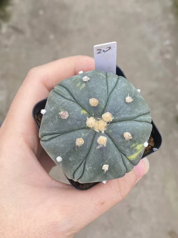 Astrophytum asterias Fukuryo Seedgrown Succulent Plant WYSIWYG Unique-20#