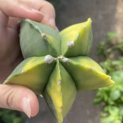 Astrophytum myriostygma variegated Seedgrown WYSIWYG