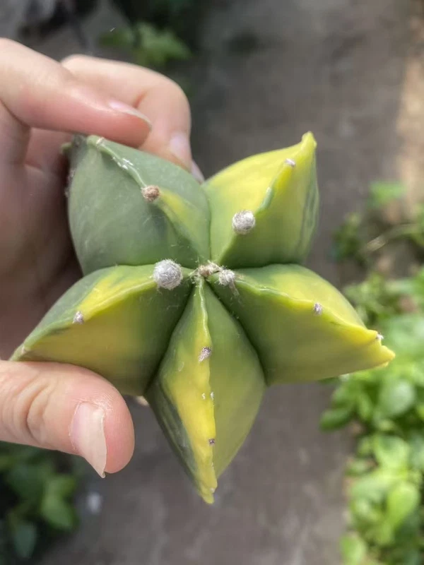 Astrophytum myriostygma variegated Seedgrown WYSIWYG