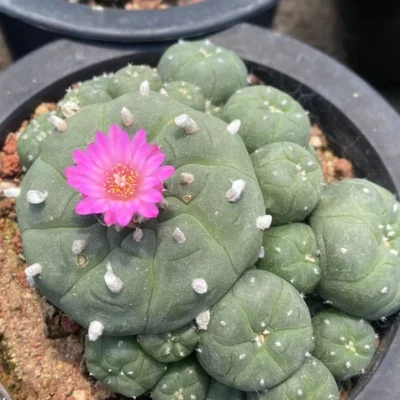 10-12CM LW Multi Heads Cactus Plant selfroot Beautiful Garden Décor Boutique