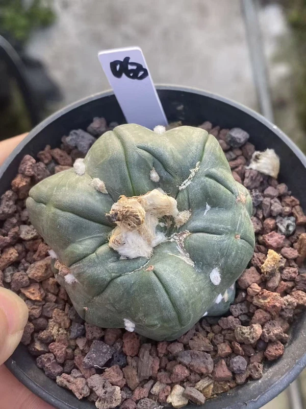 Astrophytum asterias star shap Succulent Cactus Cactaceae seedgrowth WYSIWYG 063