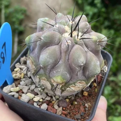 6.3CM Succulent plants Copiapoa cinerea seedgrowth Garden Décor Boutique WYSIWYG