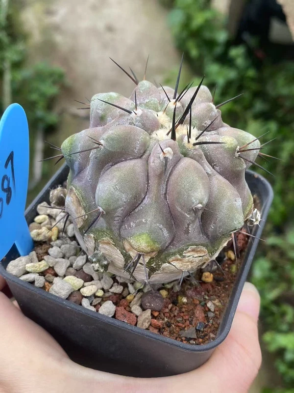 6.3CM Succulent plants Copiapoa cinerea seedgrowth Garden Décor Boutique WYSIWYG