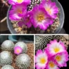 RareSucculent mammillaria luethyi cactus Garden plants seedgrowth1.5-2CM