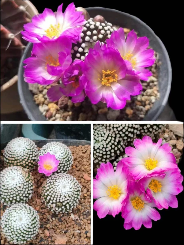 RareSucculent mammillaria luethyi cactus Garden plants seedgrowth1.5-2CM