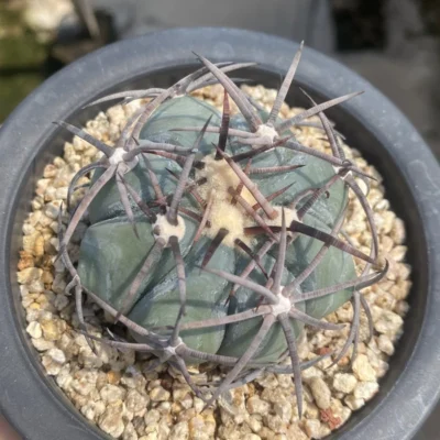RareSucculent Plant Echinocactus horizonthalonius seedgrowth WYSIWG