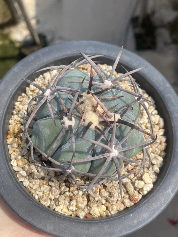 RareSucculent Plant Echinocactus horizonthalonius seedgrowth WYSIWG