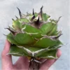 Rarecactus Succulent Plant Agave Black Panther Home Garden Plant 7-8CM