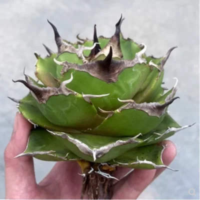 Rarecactus Succulent Plant Agave Black Panther Home Garden Plant 7-8CM