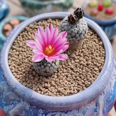 3PCS Turbinicarpus valdezianus cactus Succulent plants potted Plants 1.5-2.5CM