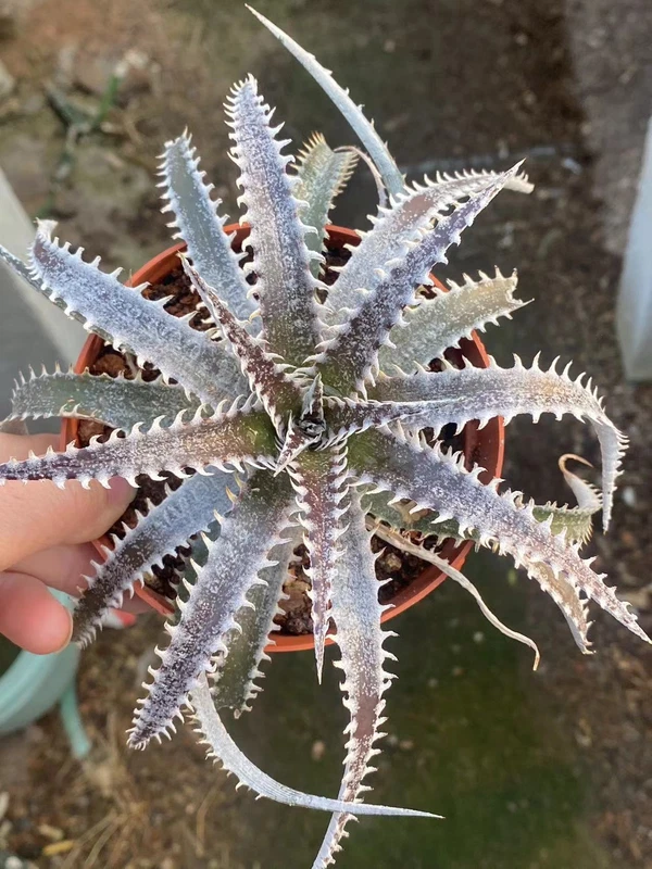 Dyckia Hybrid "Brittle Star" STARTER Plant real beautiful plants large 10-12CM