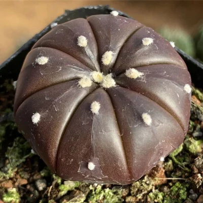 RareSucculent Cactus plants Astrophytum asterias Home Garden Bonsai 3-4cm 4pcs