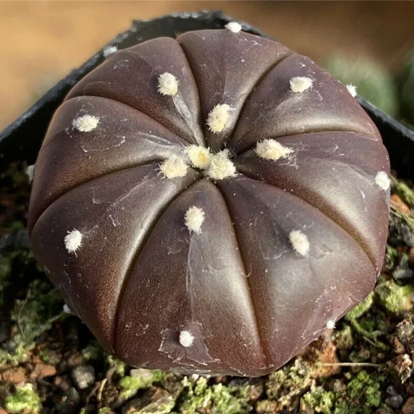 RareSucculent Cactus plants Astrophytum asterias Home Garden Bonsai 3-4cm 4pcs