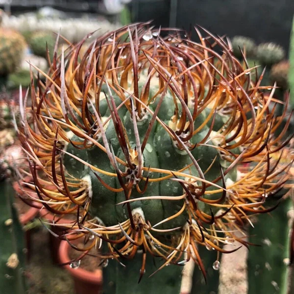 Rarecactus Succulent plant Pyrrhocactus bulbocalyx Garden decoration Plant 8-9CM