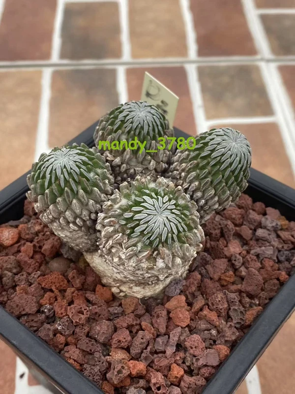 RareSucculent Pelecyphora aselliformis Multiple heads WYSIWYG seedgrowth