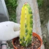 Harrisia Jusberti Variegated Rootless Cactaceae Succulent Cactus Plant 9-15CM