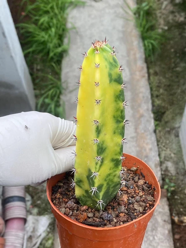 Harrisia Jusberti Variegated Rootless Cactaceae Succulent Cactus Plant 9-15CM