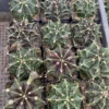 5PCS Rarecactus Succulent potted plants Garden flowering Plants 5cm