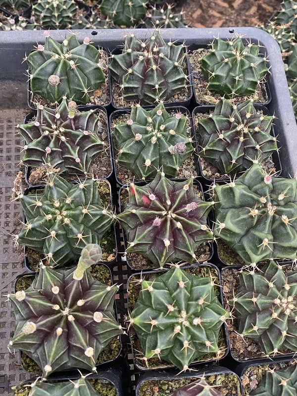 5PCS Rarecactus Succulent potted plants Garden flowering Plants 5cm