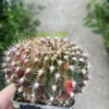 Gymnocalycium anisitsii Cristata cactus Succulent Home Bonsai WYSIWYG17