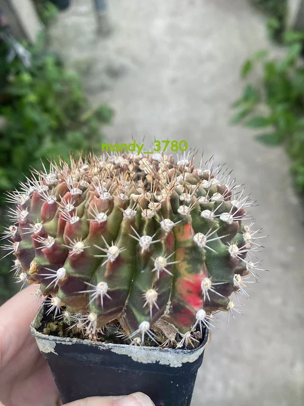 Gymnocalycium anisitsii Cristata cactus Succulent Home Bonsai WYSIWYG17