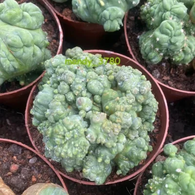 RareSucculent Plant Echinopsis eyriesii Monstata Multi Heads plant 4-7CM