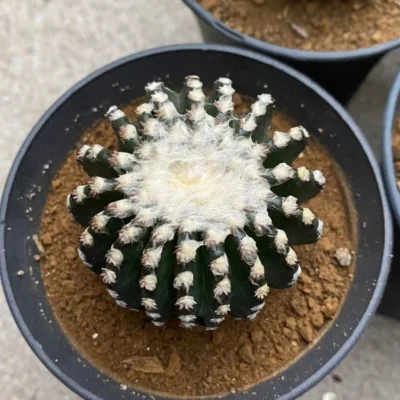 4-5CM Discocactus horstii RareSucculent cactus garden plants seedgrowth