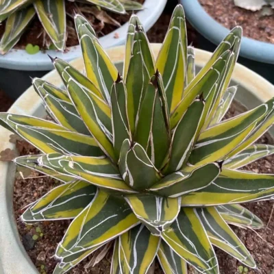 Agave victoriae-reginae cultivar 'Shadow' yellow Variegated variegate 8-12CM