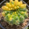RareSucculent Plant Gymnocalycium baldianum Variegated OwnRoot 7-9CM