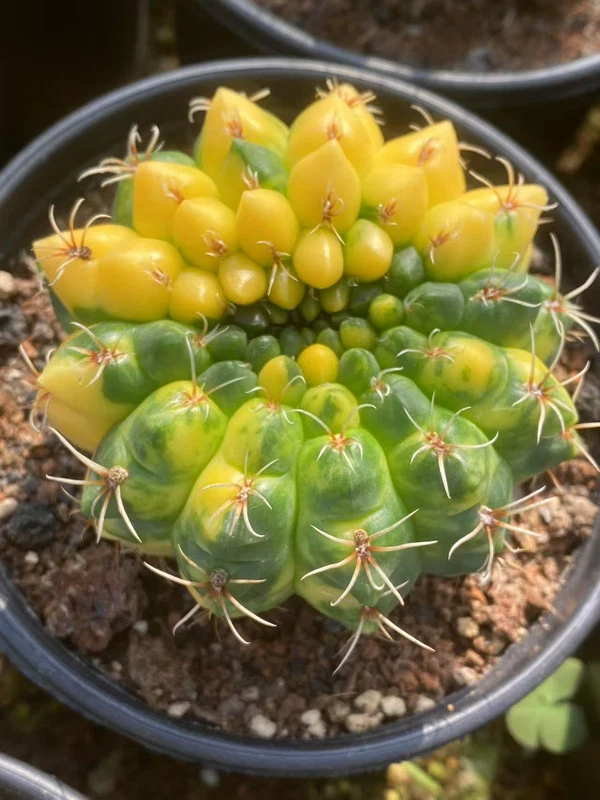 RareSucculent Plant Gymnocalycium baldianum Variegated OwnRoot 7-9CM