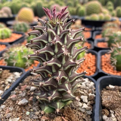 2PCS Cactus Plants Monadenium guentheri Plants Beautiful Cactus