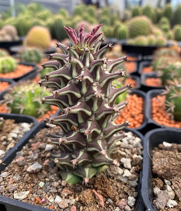 2PCS Cactus Plants Monadenium guentheri Plants Beautiful Cactus