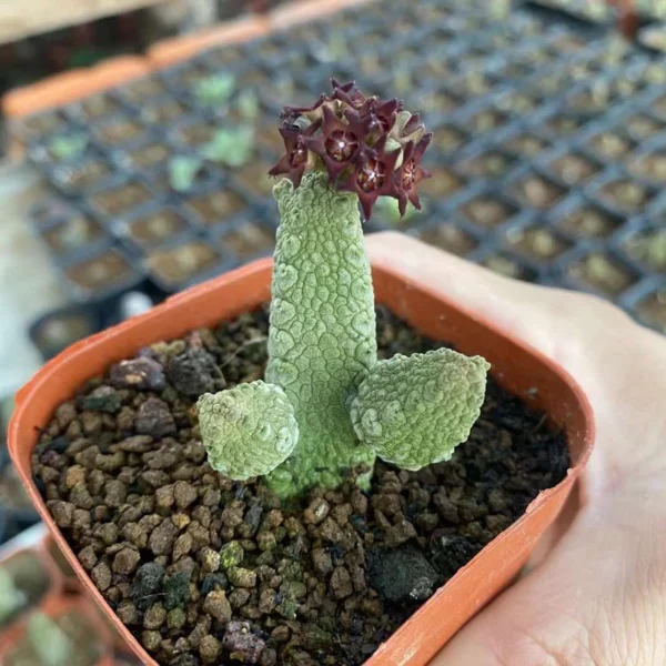 Pseudolithos Migiurtinus Hybrid AsclepiadaceaeSucculent Cactus Plant 4-5CM