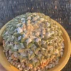 8.9CM Ariocarpus kotschoubeyanus v. elephantidens seedgrowth 30 Years Old