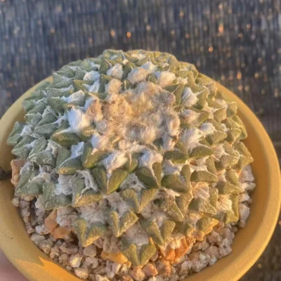 8.9CM Ariocarpus kotschoubeyanus v. elephantidens seedgrowth 30 Years Old
