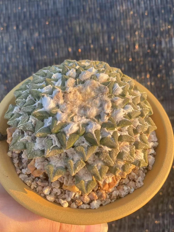 8.9CM Ariocarpus kotschoubeyanus v. elephantidens seedgrowth 30 Years Old