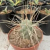 Tephrocactus syringacanthus Spines RareSucculent Plants