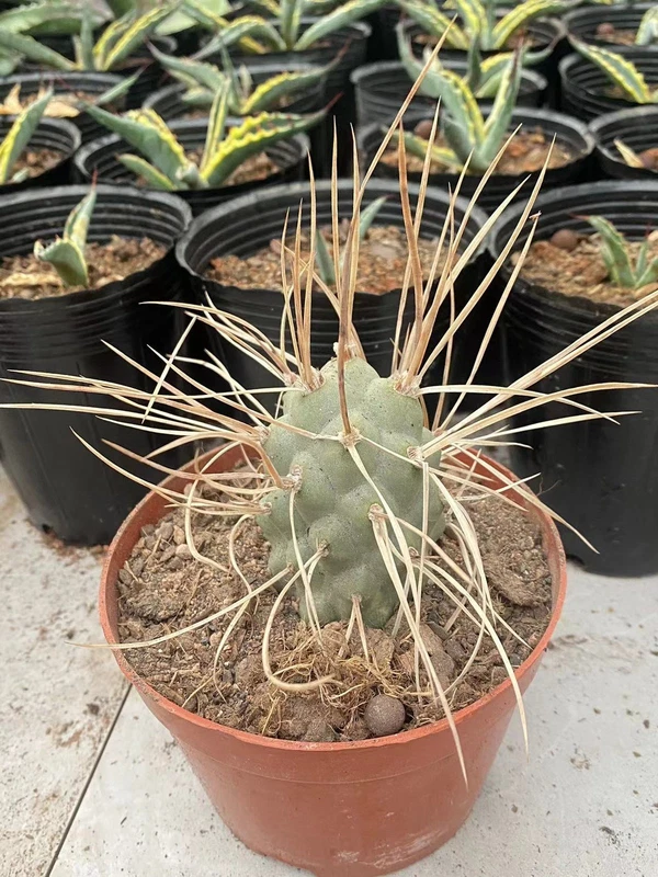 Tephrocactus syringacanthus Spines RareSucculent Plants