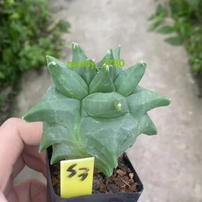 Astrophytum myriostygma 'Kikko' Seedgrown suculents plants WYSIWYG 5-7CM