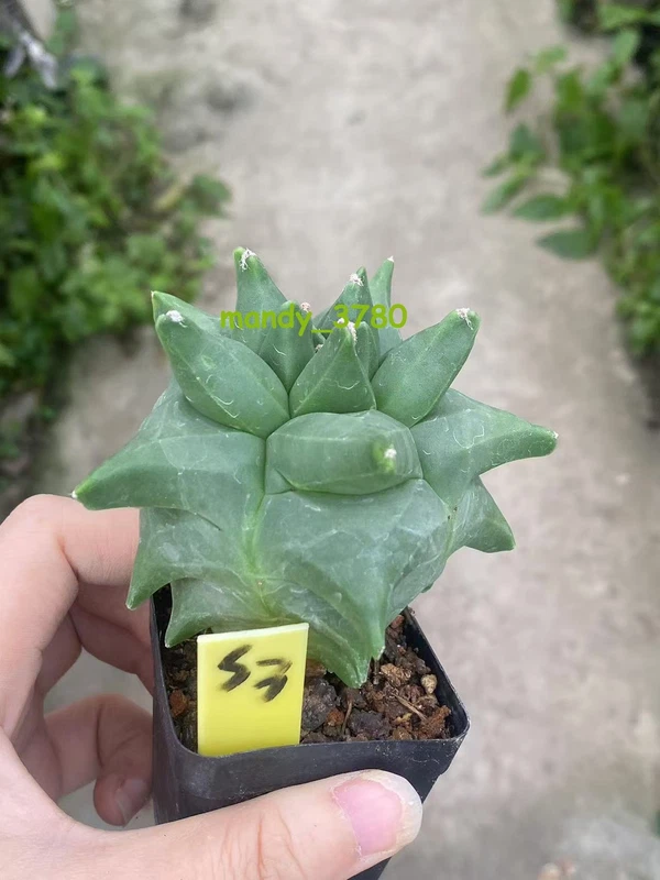 Astrophytum myriostygma 'Kikko' Seedgrown suculents plants WYSIWYG 5-7CM